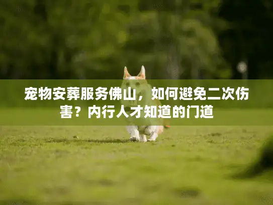 宠物安葬服务佛山，如何避免二次伤害？内行人才知道的门道