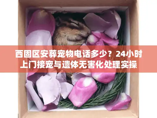 西固区安葬宠物电话多少？24小时上门接宠与遗体无害化处理实操
