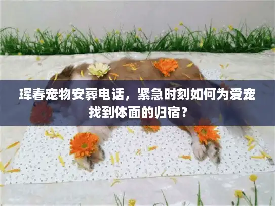 珲春宠物安葬电话，紧急时刻如何为爱宠找到体面的归宿？
