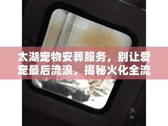 太湖宠物安葬服务，别让爱宠最后流浪，揭秘火化全流程