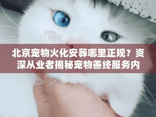 北京宠物火化安葬哪里正规？资深从业者揭秘宠物善终服务内幕