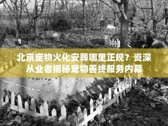 北京宠物火化安葬哪里正规？资深从业者揭秘宠物善终服务内幕