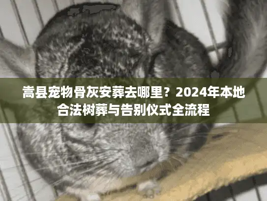 嵩县宠物骨灰安葬去哪里？2024年本地合法树葬与告别仪式全流程