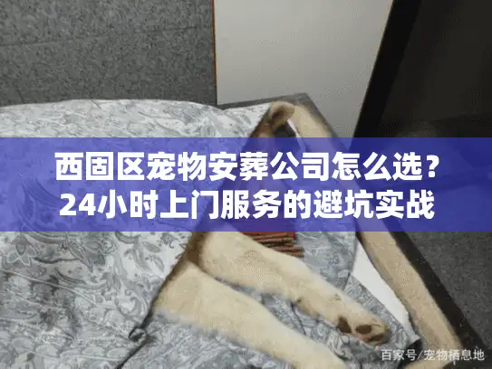 西固区宠物安葬公司怎么选？24小时上门服务的避坑实战