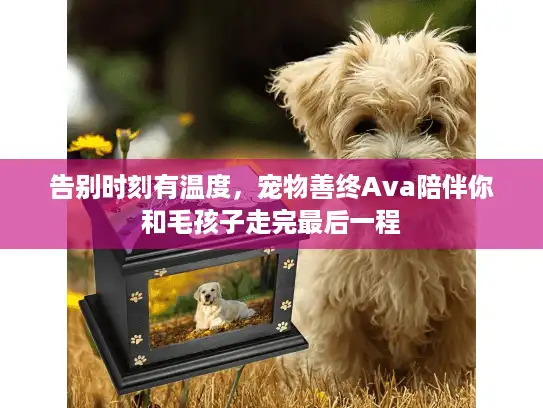 告别时刻有温度，宠物善终Ava陪伴你和毛孩子走完最后一程