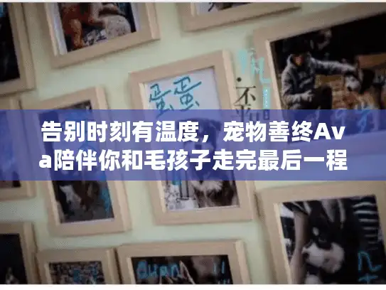 告别时刻有温度，宠物善终Ava陪伴你和毛孩子走完最后一程