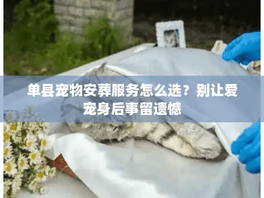单县宠物安葬服务怎么选？别让爱宠身后事留遗憾