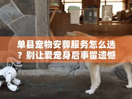 单县宠物安葬服务怎么选？别让爱宠身后事留遗憾
