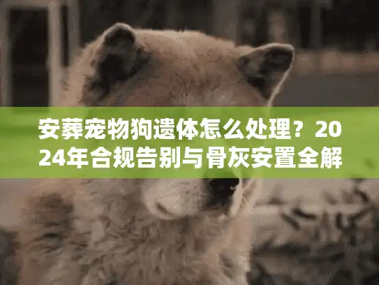安葬宠物狗遗体怎么处理？2024年合规告别与骨灰安置全解