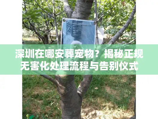 深圳在哪安葬宠物？揭秘正规无害化处理流程与告别仪式