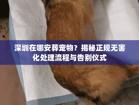 深圳在哪安葬宠物？揭秘正规无害化处理流程与告别仪式