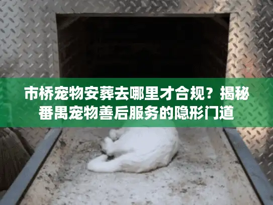 市桥宠物安葬去哪里才合规？揭秘番禺宠物善后服务的隐形门道