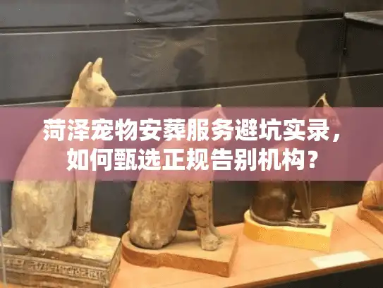 菏泽宠物安葬服务避坑实录，如何甄选正规告别机构？