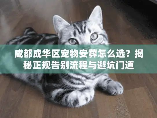 成都成华区宠物安葬怎么选？揭秘正规告别流程与避坑门道