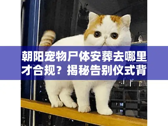 朝阳宠物尸体安葬去哪里才合规？揭秘告别仪式背后的隐形门道