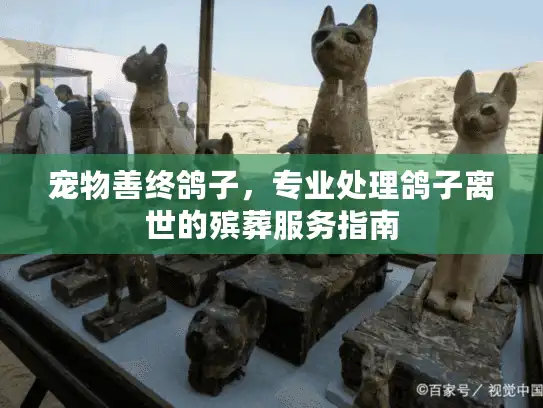 宠物善终鸽子，专业处理鸽子离世的殡葬服务指南