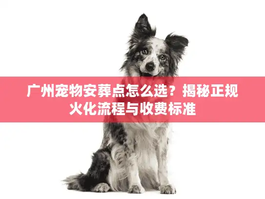 广州宠物安葬点怎么选？揭秘正规火化流程与收费标准
