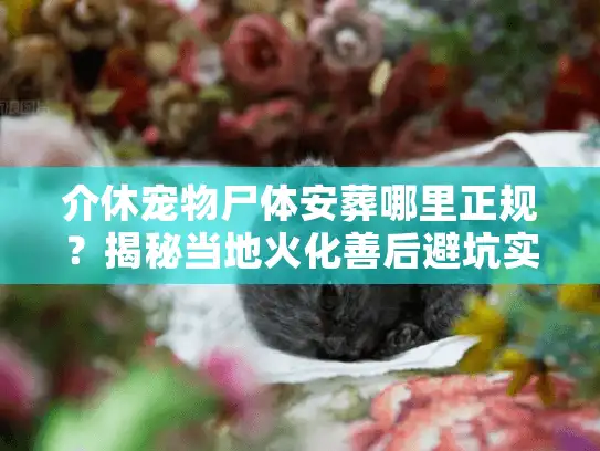 介休宠物尸体安葬哪里正规？揭秘当地火化善后避坑实录