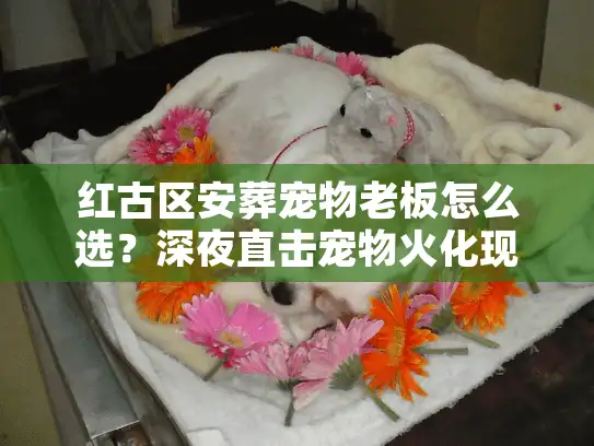红古区安葬宠物老板怎么选？深夜直击宠物火化现场
