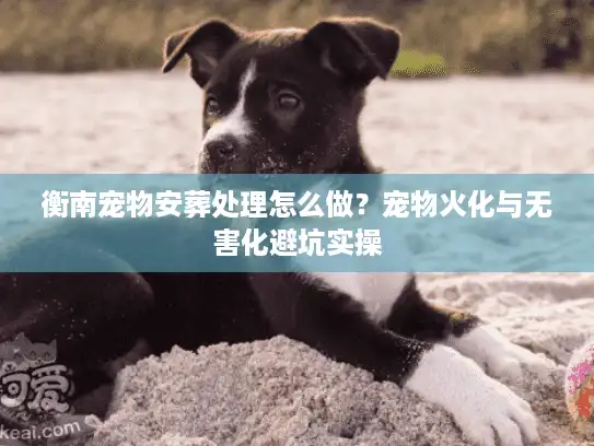 衡南宠物安葬处理怎么做？宠物火化与无害化避坑实操