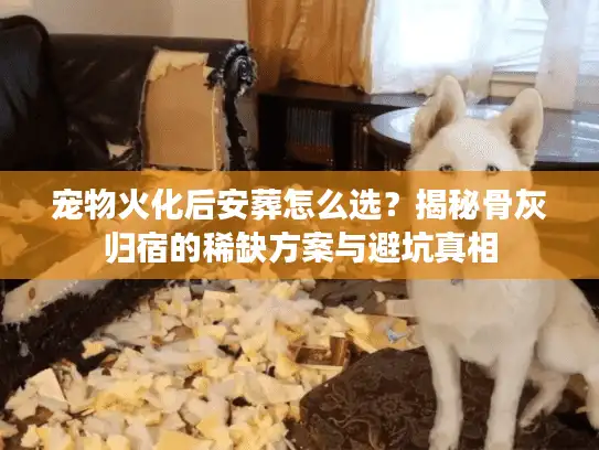 宠物火化后安葬怎么选？揭秘骨灰归宿的稀缺方案与避坑真相