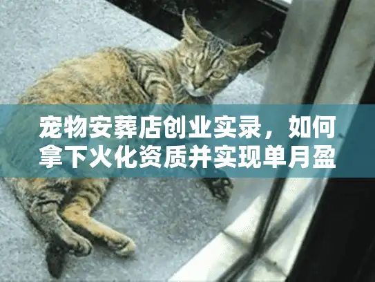 宠物安葬店创业实录，如何拿下火化资质并实现单月盈利？