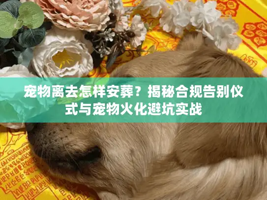 宠物离去怎样安葬？揭秘合规告别仪式与宠物火化避坑实战