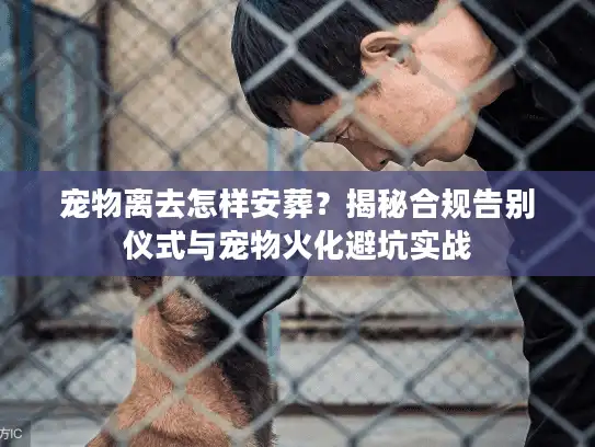 宠物离去怎样安葬？揭秘合规告别仪式与宠物火化避坑实战
