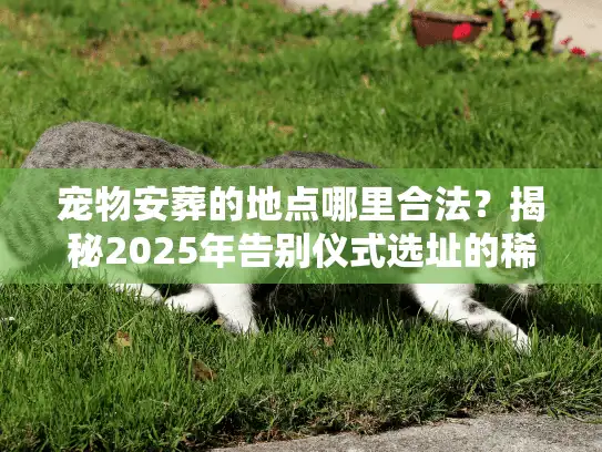 宠物安葬的地点哪里合法？揭秘2025年告别仪式选址的稀缺门道
