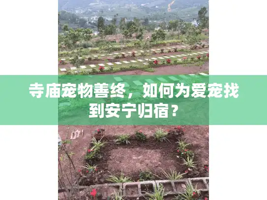 寺庙宠物善终，如何为爱宠找到安宁归宿？