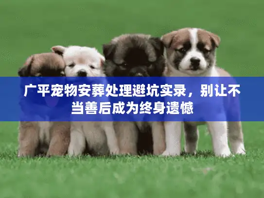 广平宠物安葬处理避坑实录，别让不当善后成为终身遗憾