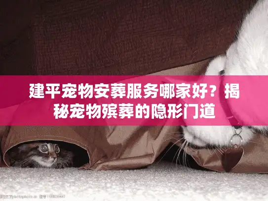 建平宠物安葬服务哪家好？揭秘宠物殡葬的隐形门道