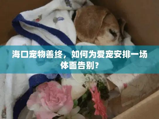 海口宠物善终，如何为爱宠安排一场体面告别？