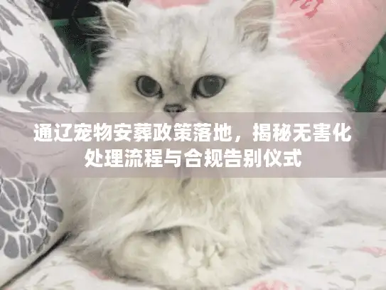 通辽宠物安葬政策落地，揭秘无害化处理流程与合规告别仪式