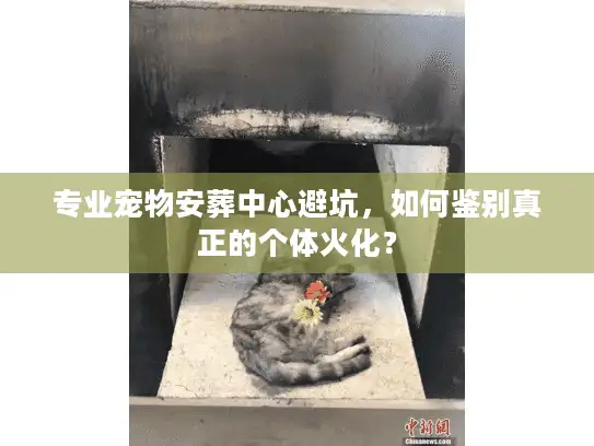 专业宠物安葬中心避坑，如何鉴别真正的个体火化？