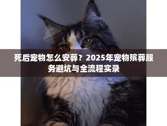 死后宠物怎么安葬？2025年宠物殡葬服务避坑与全流程实录