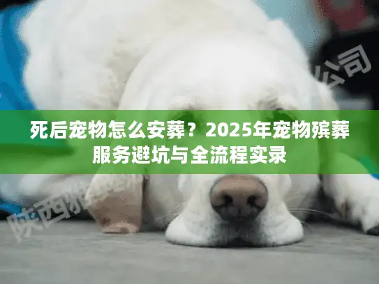 死后宠物怎么安葬？2025年宠物殡葬服务避坑与全流程实录