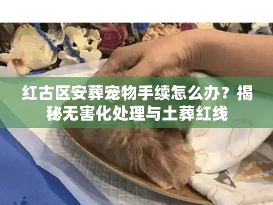 红古区安葬宠物手续怎么办？揭秘无害化处理与土葬红线