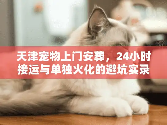 天津宠物上门安葬，24小时接运与单独火化的避坑实录