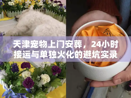 天津宠物上门安葬，24小时接运与单独火化的避坑实录