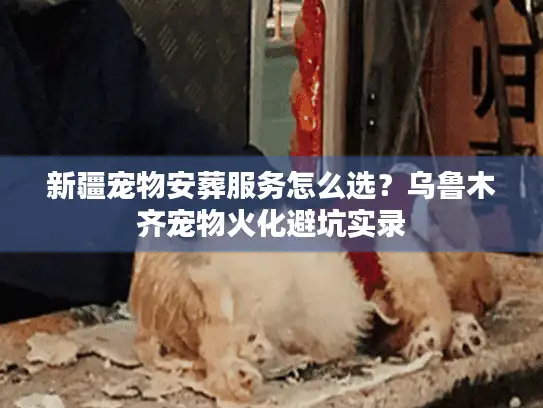 新疆宠物安葬服务怎么选？乌鲁木齐宠物火化避坑实录