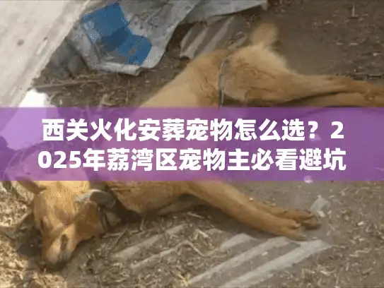 西关火化安葬宠物怎么选？2025年荔湾区宠物主必看避坑