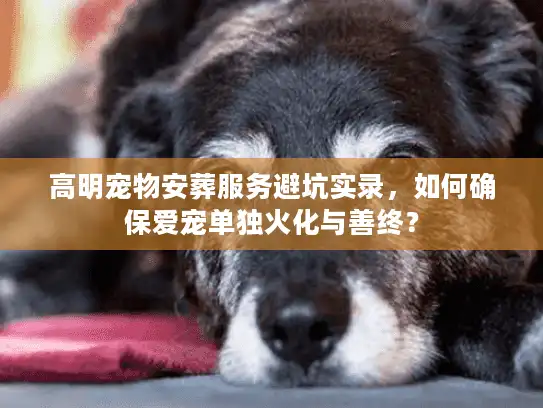 高明宠物安葬服务避坑实录，如何确保爱宠单独火化与善终？