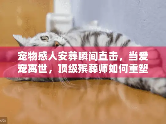 宠物感人安葬瞬间直击，当爱宠离世，顶级殡葬师如何重塑永恒？