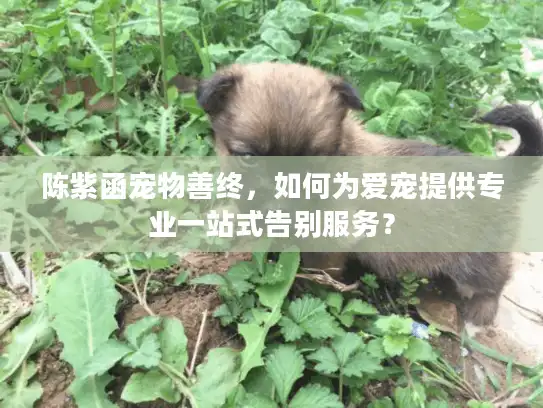 陈紫函宠物善终，如何为爱宠提供专业一站式告别服务？