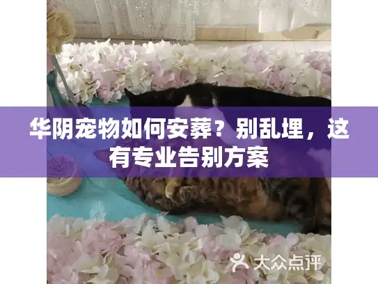 华阴宠物如何安葬？别乱埋，这有专业告别方案