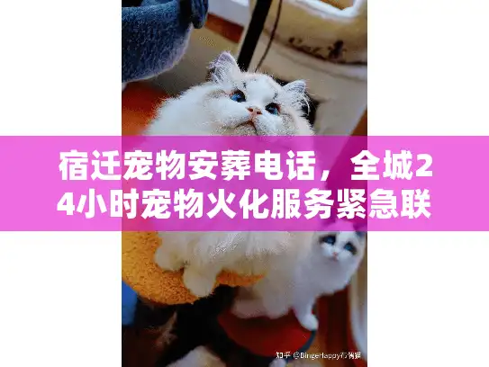 宿迁宠物安葬电话，全城24小时宠物火化服务紧急联络与避坑