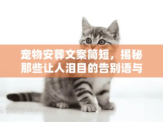 宠物安葬文案简短，揭秘那些让人泪目的告别语与仪式感