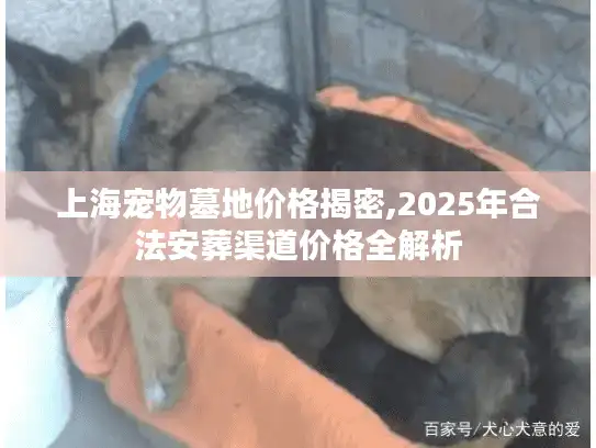 上海宠物墓地价格揭密,2025年合法安葬渠道价格全解析