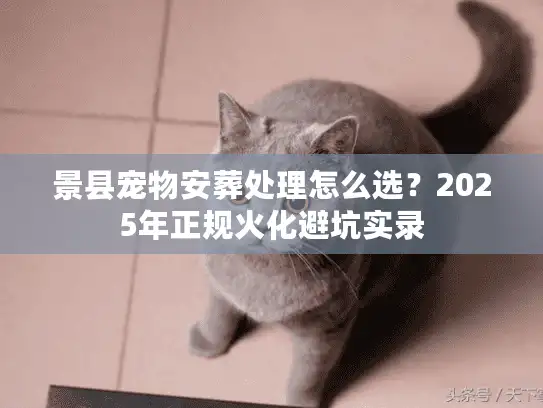 景县宠物安葬处理怎么选？2025年正规火化避坑实录